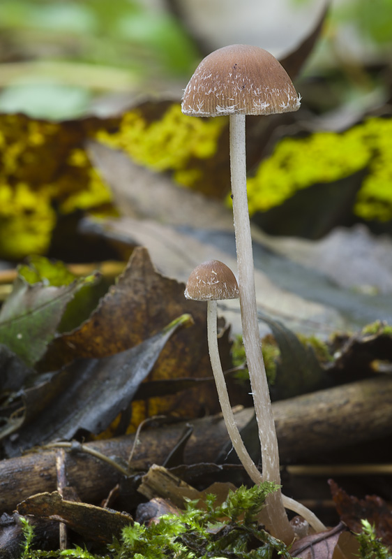 Psathyrella microrrhiza